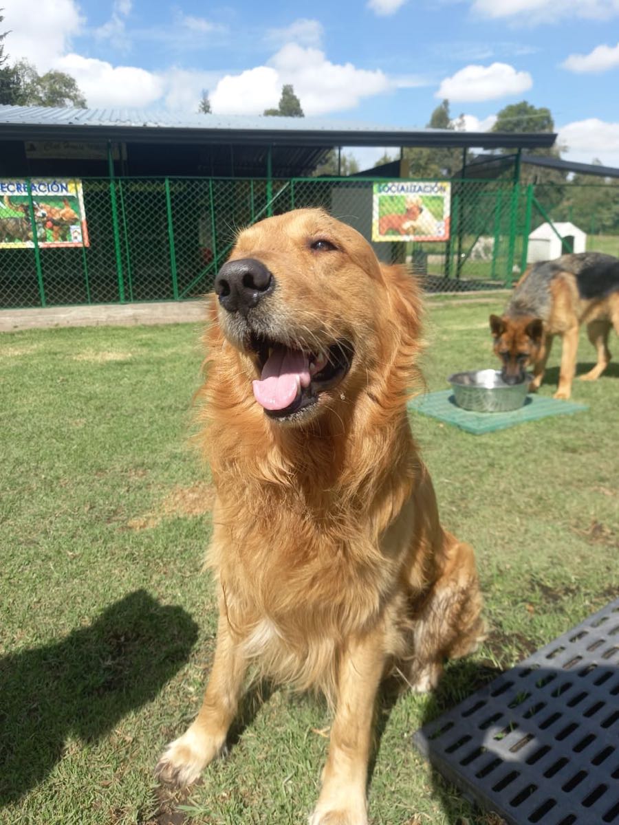 Un golden retriever sonríe al sol junto a los corrales verdes del parque