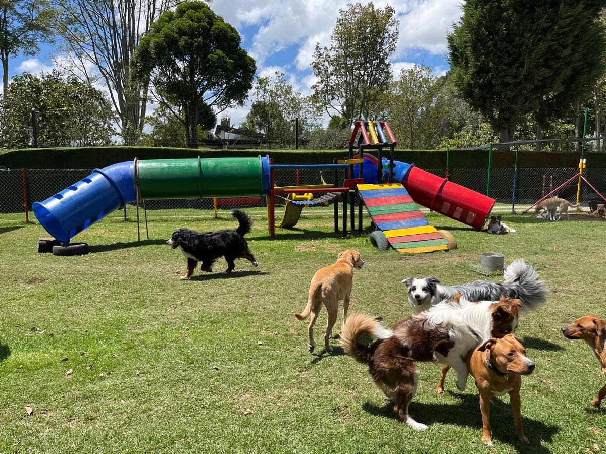 Un grupo de perros juega sobre el pasto junto a los túneles y rampas de colores del parque