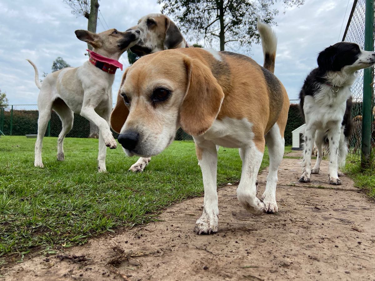 Un beagle camina por el sendero del parque canino mientras otros tres perros juegan sobre el pasto