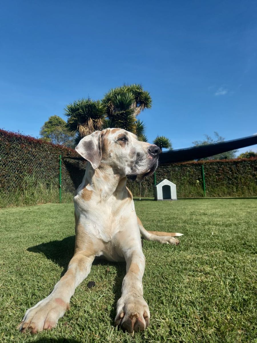 Un perro grande de pelo claro descansa echado sobre el pasto con el cielo azul de fondo